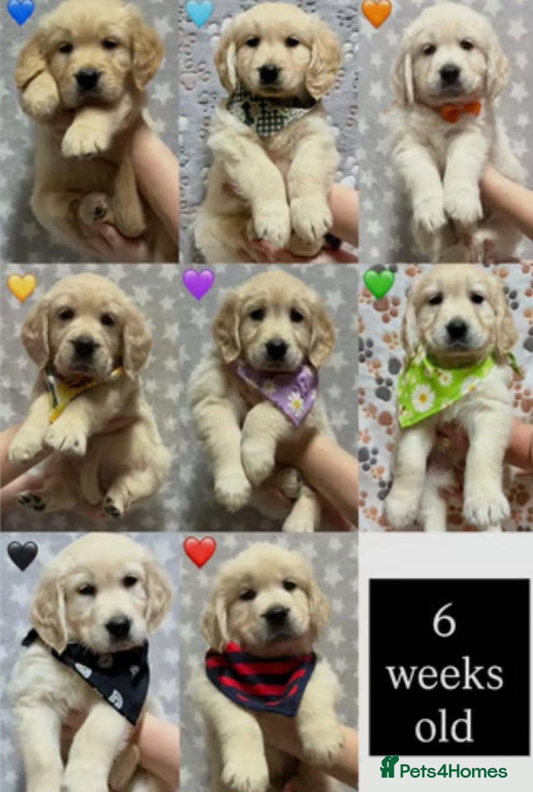 Golden Retriever dogs for sale: Fully health Tested Golden Retriever puppies - Image 10