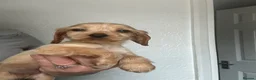 Cocker Spaniel dogs for sale: Adorable show cocker spaniel  - Advert 14