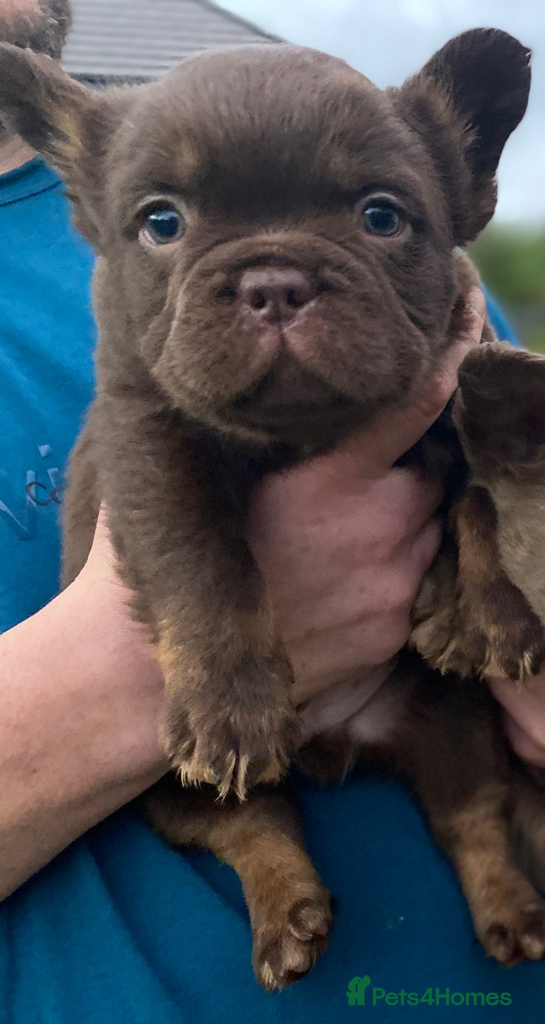 French Bulldog dogs for sale: READY TO LEAVE THIS WEEKEND FLUFFY FRENCH BULLDOGS - Advert 22