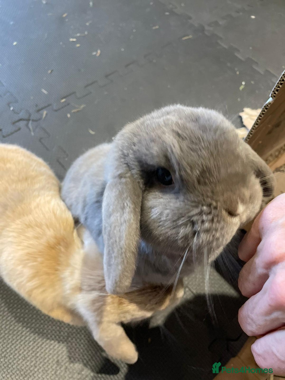 Mini Lop rabbits for sale: Super cute lop rabbits - twin girls - Image 4