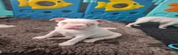 Boston Terrier dogs for sale: Very Unique Boston Terriers Boys.  - Advert 3