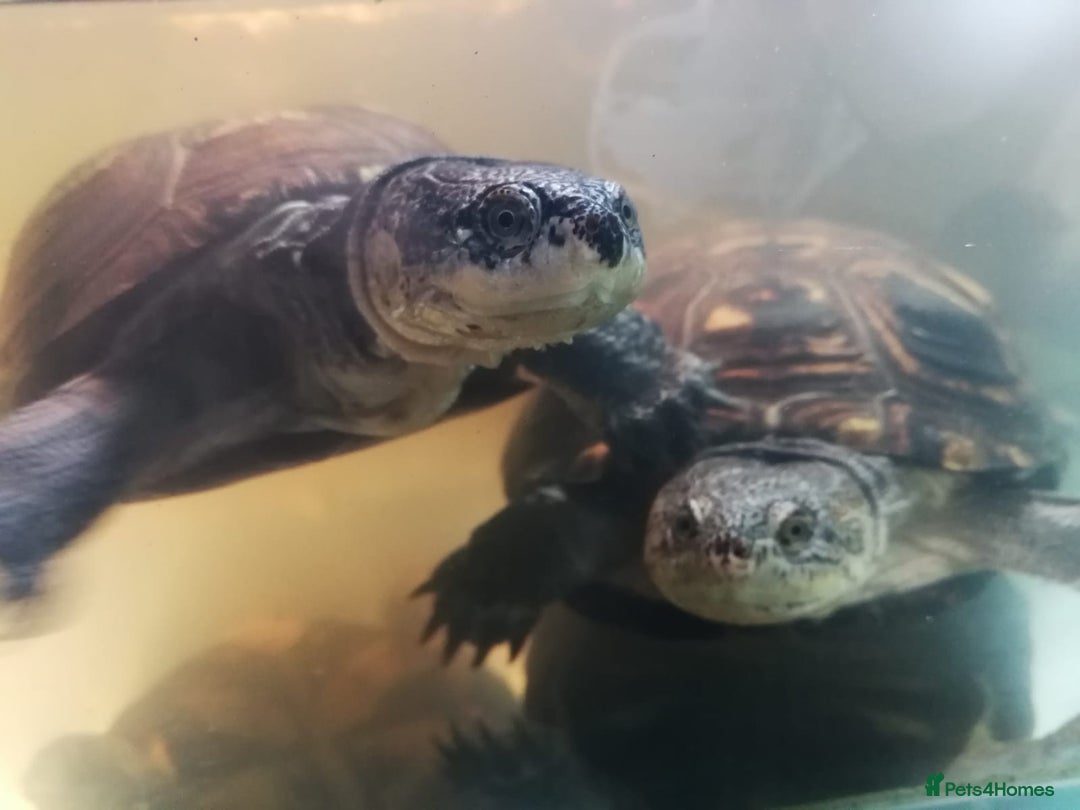Turtle reptiles for sale: African mud turtles. - Advert 1