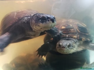 Turtle reptiles for sale: African mud turtles. - Advert 1