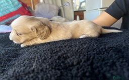 Dachshund dogs for sale:  Cream long haired miniature Dachshund - Image 12