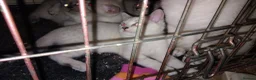 Mixed Breed cats for sale: Kittens for rehoming  in Dunfermline - Advert 9