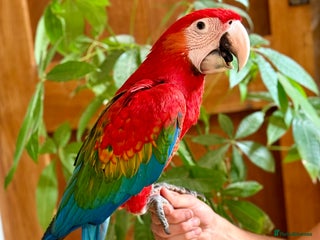 Macaws birds Beautiful Ruby Macaw - Advert 1