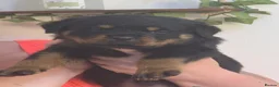 Rottweiler dogs for sale: Stunning fully health tested rottweiler pups in Sheffield - Advert 8