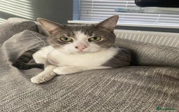 Mixed Breed cats for sale: FOR FREE -Male cat looking for new home  - Image 4