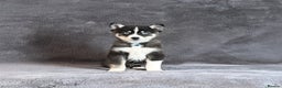 Pomsky dogs for sale: F3 blue eyes perfect husky markings Pomsky puppies - Advert 9