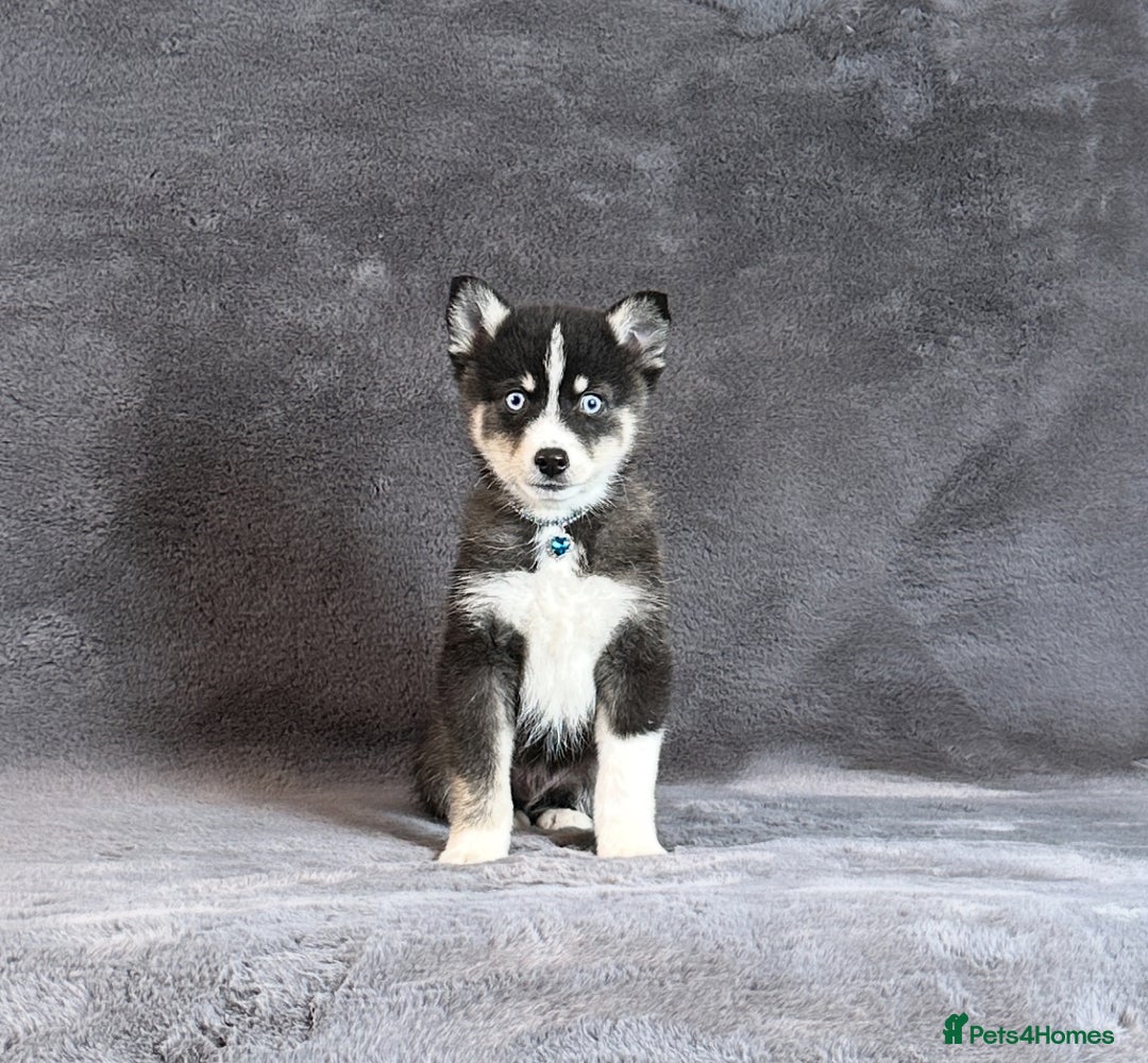 Pomsky dogs for sale: F3 blue eyes perfect husky markings Pomsky puppies - Advert 9