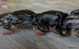 Miniature Dachshund dogs for sale: Dachshund Short Haired Puppies - Image 1