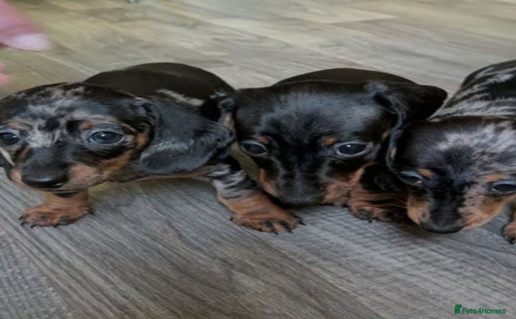 Miniature Dachshund dogs - Advert 3
