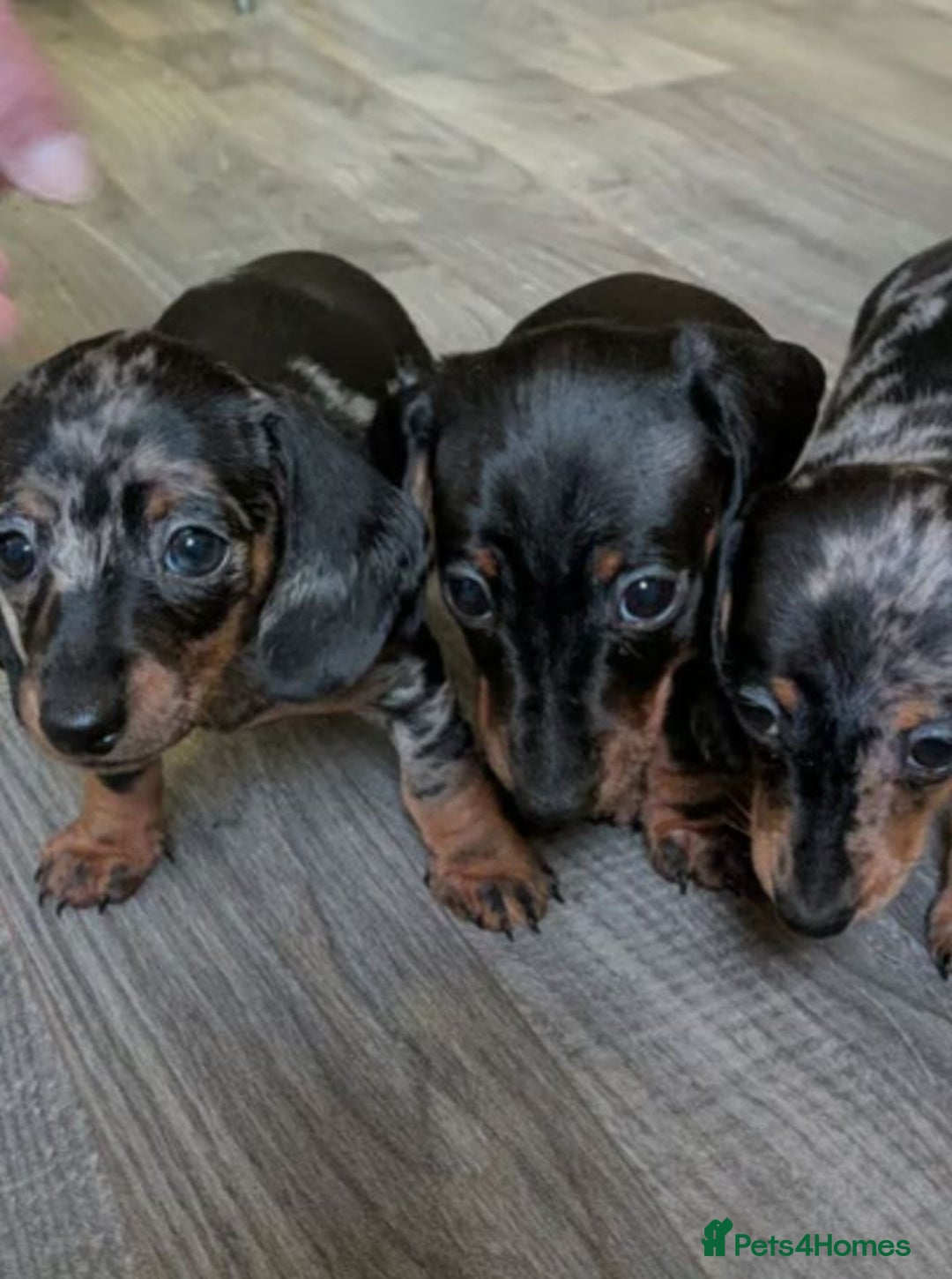 Miniature Dachshund dogs for sale: Dachshund Short Haired Puppies - Image 1