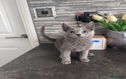 Russian Blue cats for sale: TICA active Russian Blue kittens Ready Now - Image 7