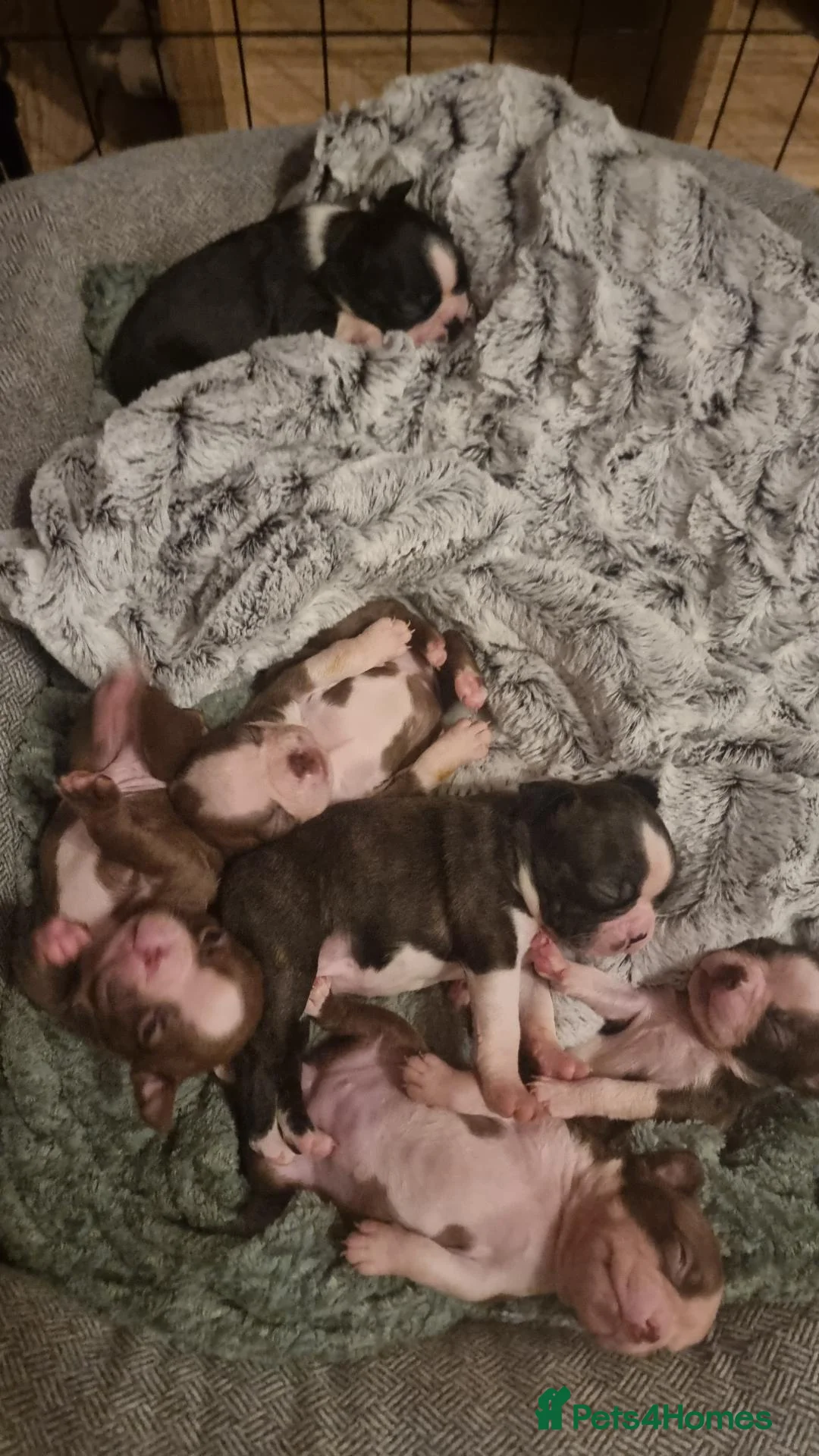 Boston Terrier dogs for sale: Stunning Boston Terrier Puppies - Advert 2