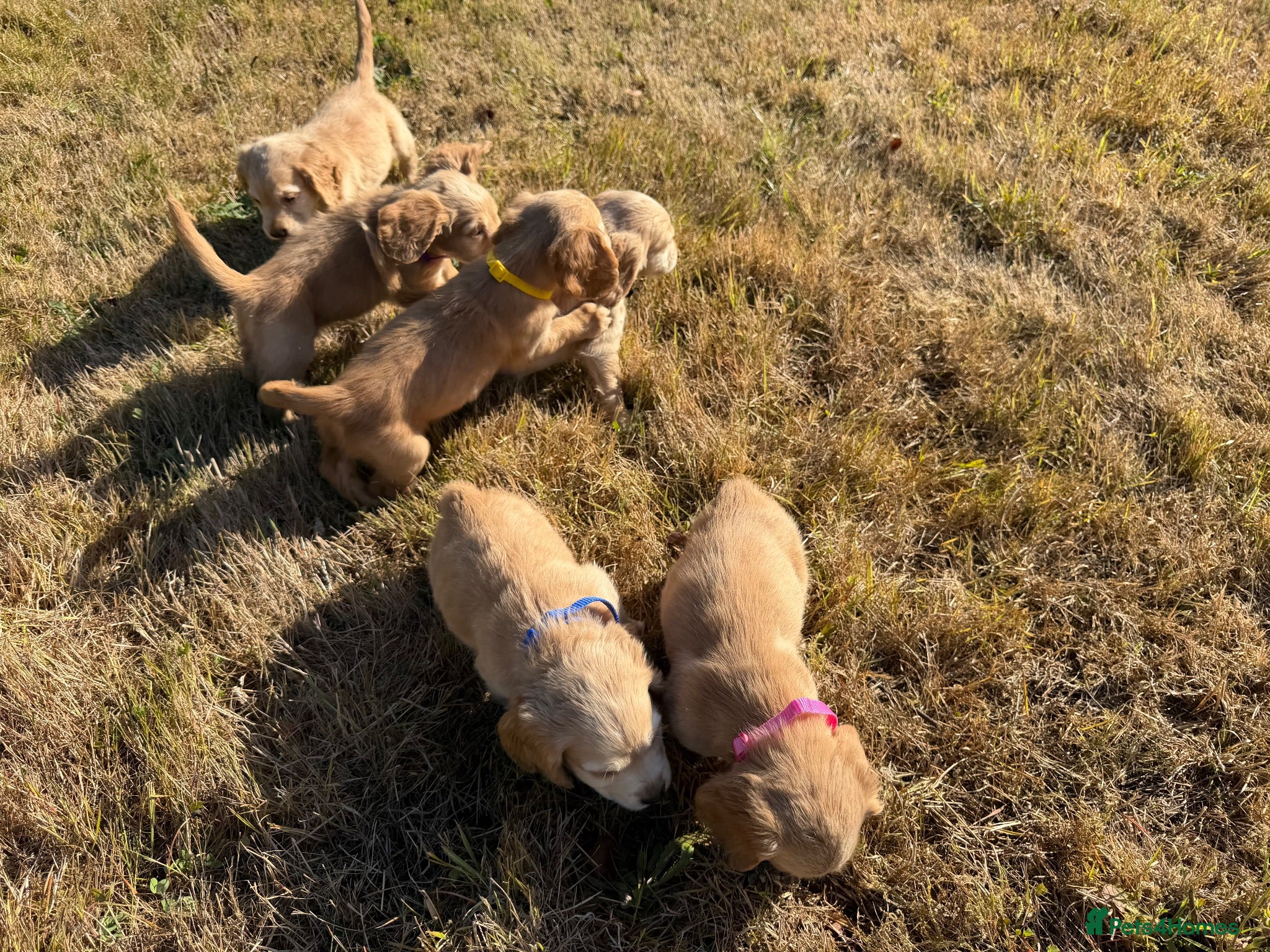 Cocker Spaniel dogs KC Registered Cocker Spaniel Puppies - Advert 2