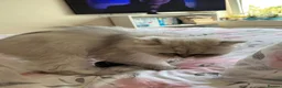Exotic cats for sale: Beautiful Pedigree Persian Cat  - Advert 3