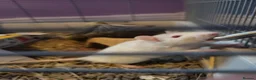 Rat rodents for sale: Male rats  - Advert 4