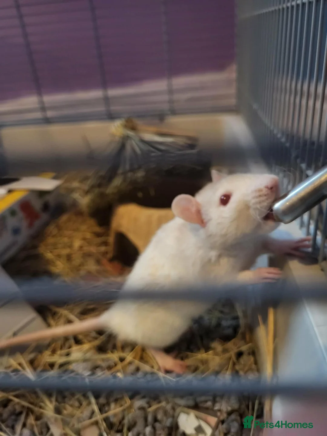 Rat rodents for sale: Male rats  - Advert 4