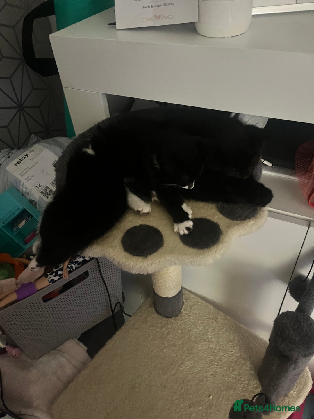 Mixed Breed cats for sale: 4 little girl kittens  - Image 2