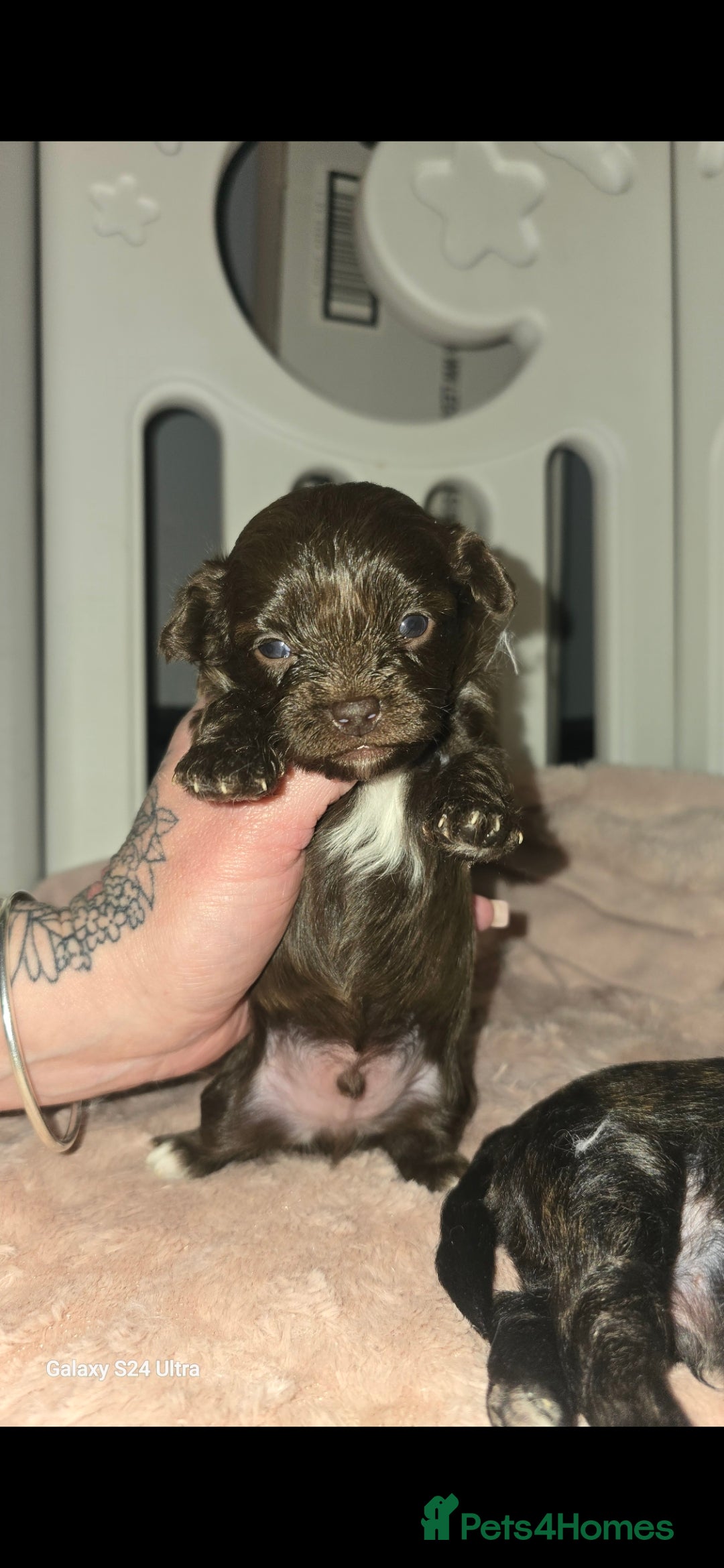 Pomapoo dogs for sale: 1 time miniature Pomapoo puppies - Image 1