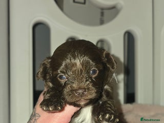 Pomapoo dogs for sale - Advert 1