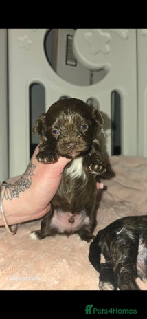 Pomapoo dogs - Advert 1