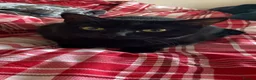 Domestic Shorthair cats for sale: Miss mac - Advert 3