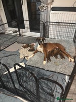 Boxer dogs - Advert 1