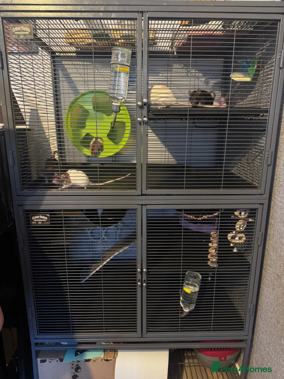 Rat rodents for sale: 5 Female Rats  - Advert 2