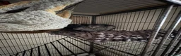 Chinchilla rodents for sale: Male chinchillas (brothers) in Melton Mowbray - Advert 6