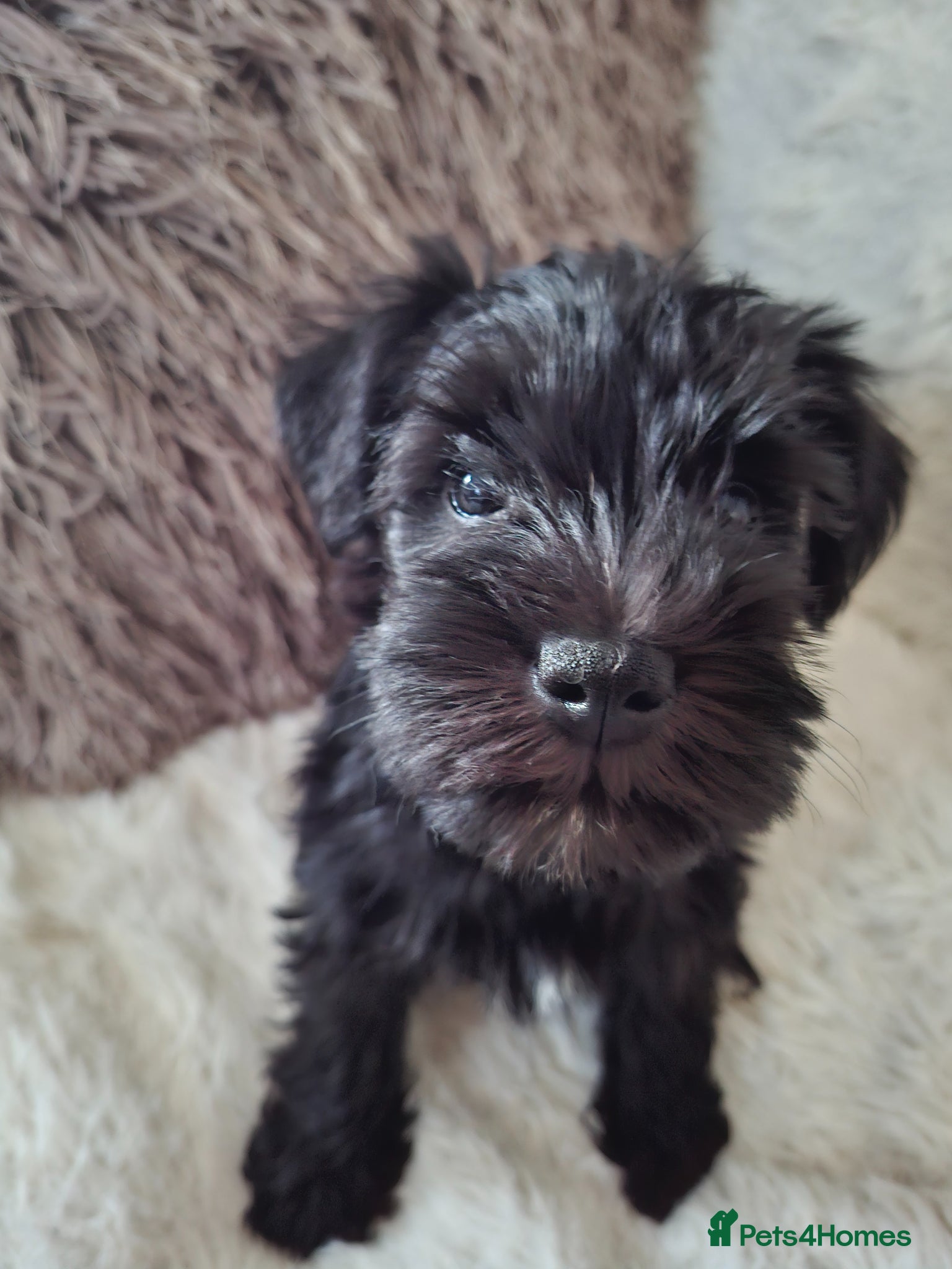 Miniature Schnauzer dogs Miniature schnauzer  - Advert 13