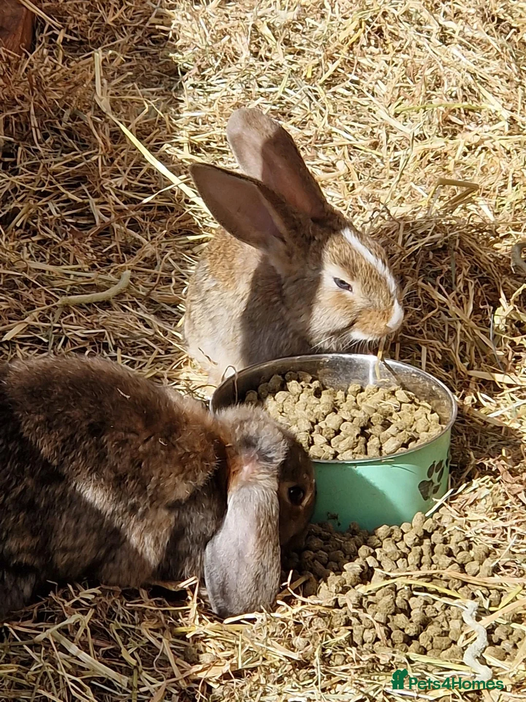 Mixed Breed rabbits for sale: Beautiful buns looking for their loving homes x - Advert 2