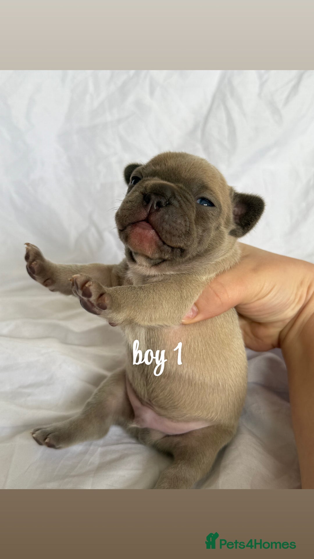 French Bulldog dogs for sale: Pedigree Puppies ❤️ - Image 2