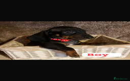 Dachshund dogs for sale: Dachshund  - Image 3