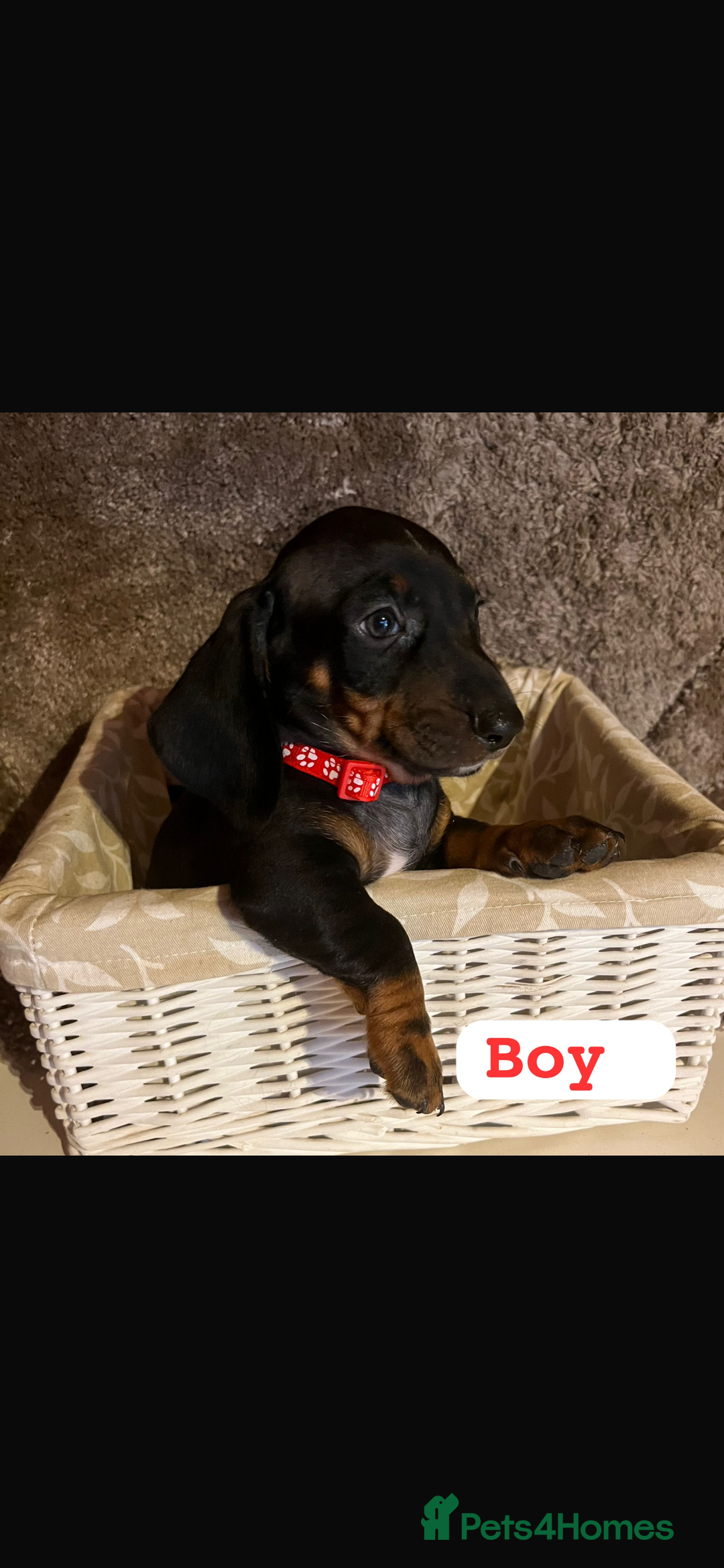 Dachshund dogs for sale: Dachshund  - Image 3