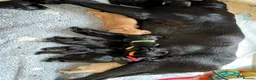 Labrador Retriever dogs for sale: Beautiful KC Registered labrador puppies for sale - Advert 7