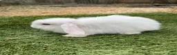 Continental Giant rabbits for sale: Purebred mini lops - Advert 6