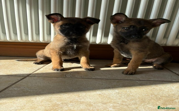 German Shepherd dogs in Gillingham - Advert 15