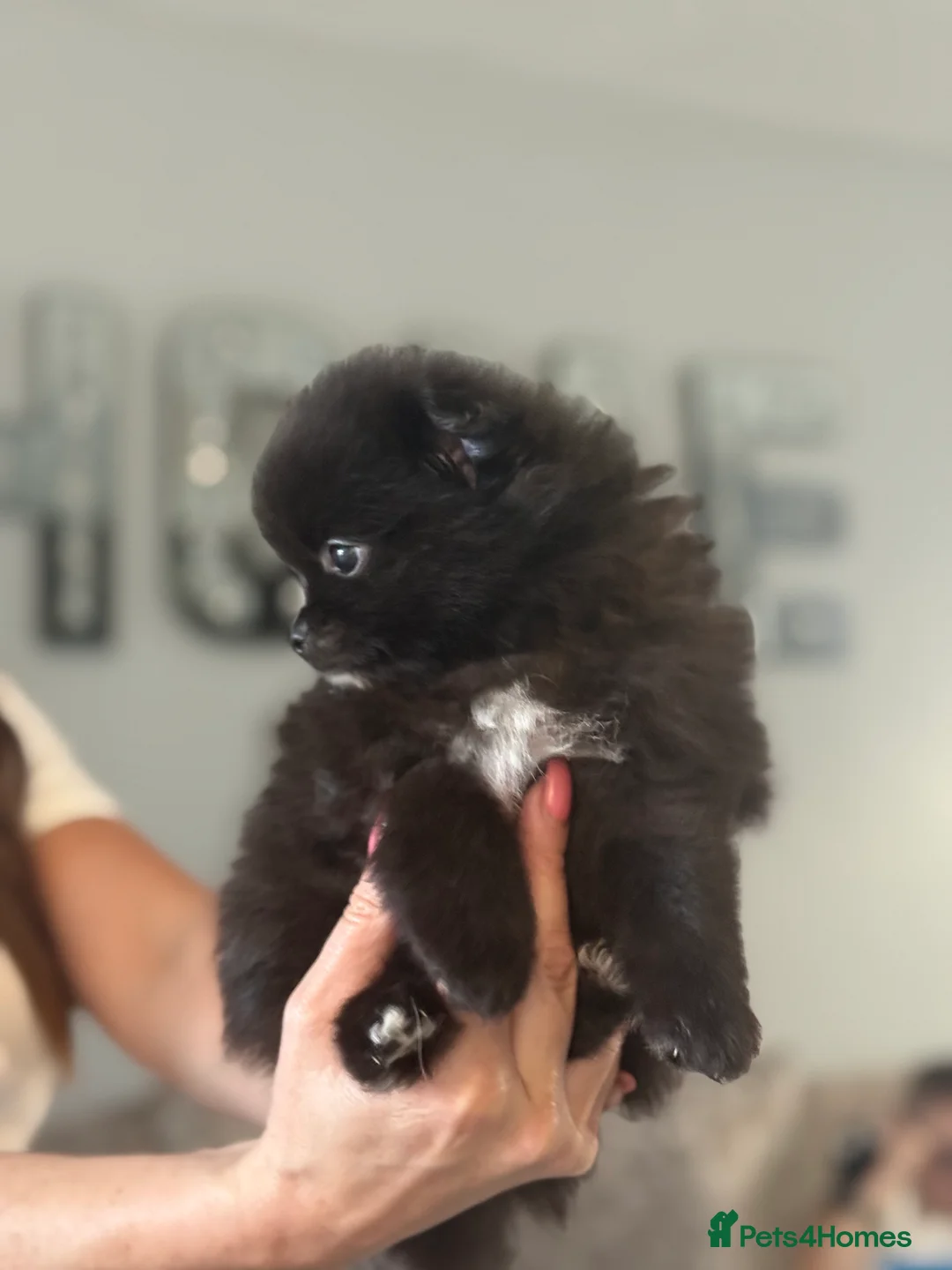 Pomeranian dogs for sale: Black Pomeranian boy - Advert 4