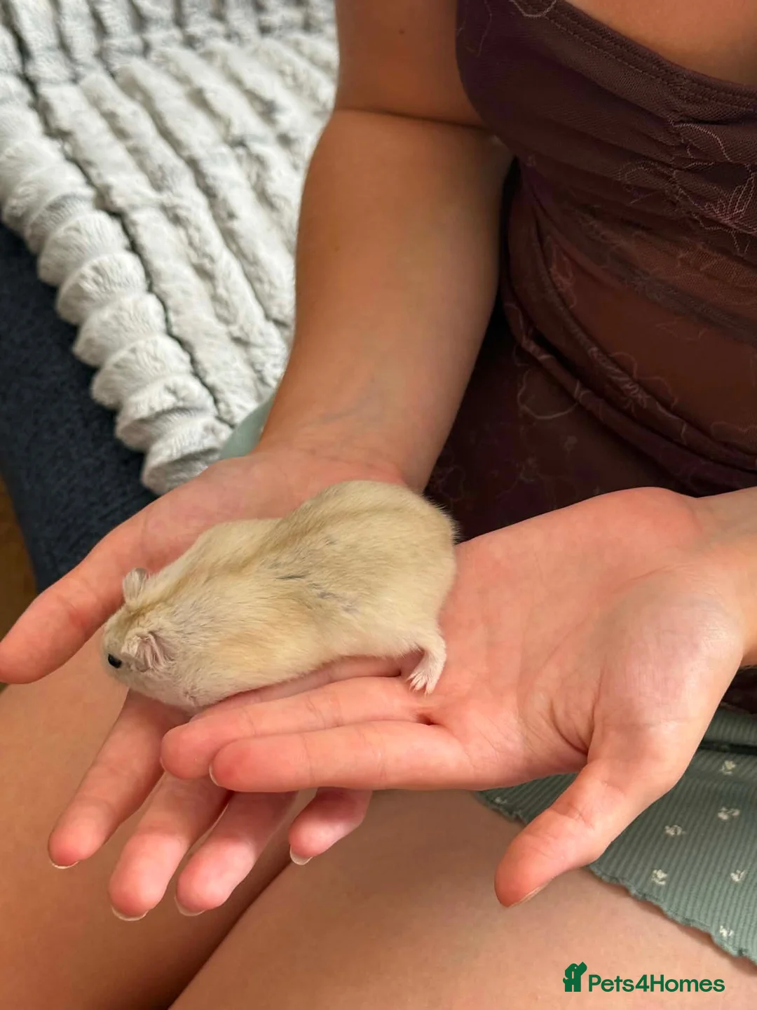 Hamster rodents for sale: Russian hamster  - Advert 2