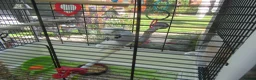 Budgerigars birds for sale: BEAUTIFUL EXHIBITION BUDGIE WITH CAGE - Advert 3