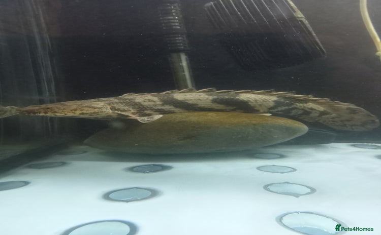 Other/Mixed Breed fish - Advert 1