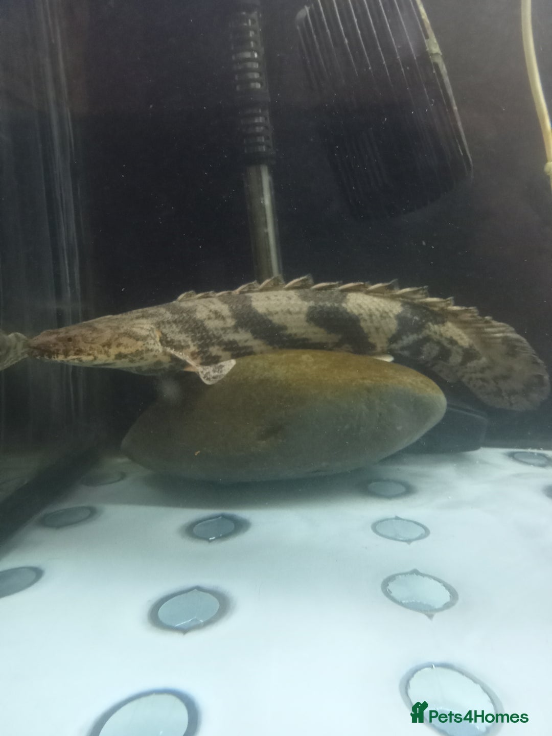 Other/Mixed Breed fish for sale: 18 inch saddled bichir - Image 1