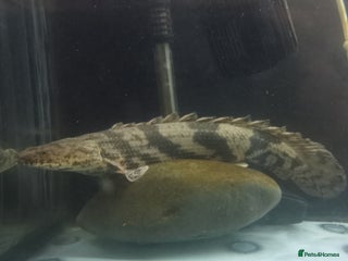 Other/Mixed Breed fish - Advert 39