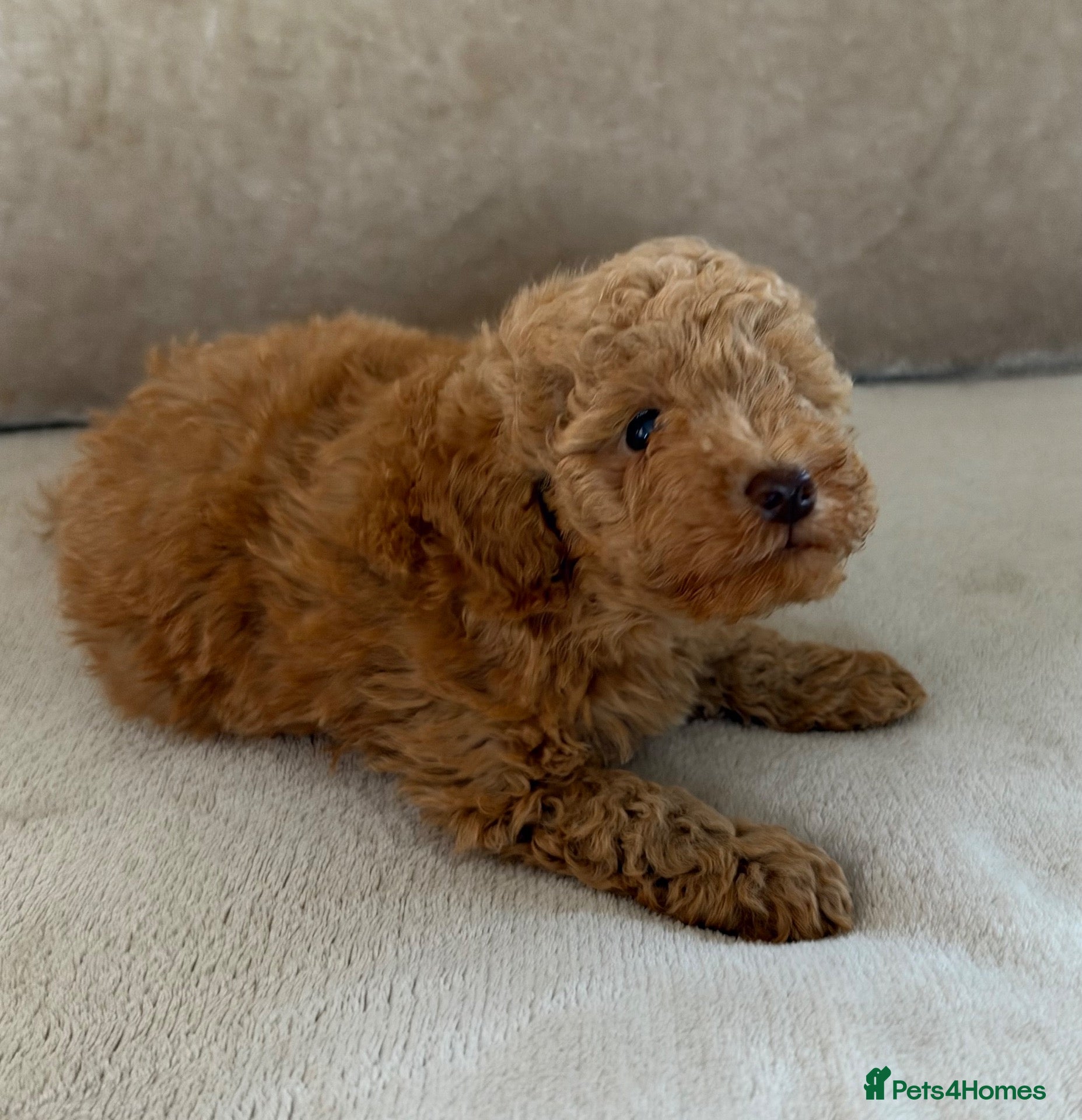 Miniature Poodle dogs 🐾 Gorgeous Miniature Poodle Puppies 🐾 - Advert 2