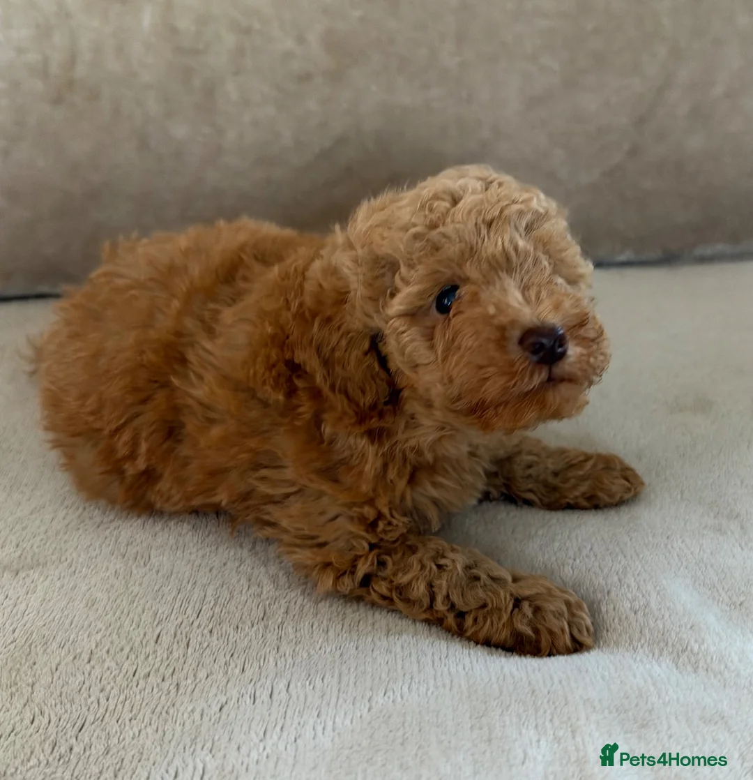 Miniature Poodle dogs for sale: 🐾 Gorgeous Miniature Poodle Puppies 🐾 in Ashford - Advert 2