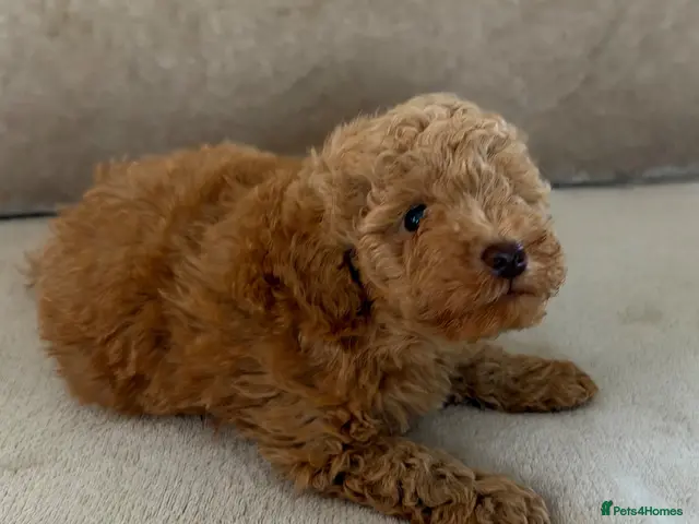 Miniature Poodle dogs 🐾 Gorgeous Miniature Poodle Puppies 🐾 - Advert 2