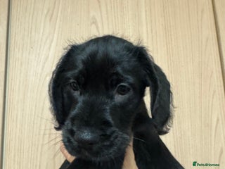 Mixed Breed dogs Beautiful unique puppies last girl left - Advert 4