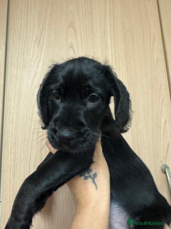 Mixed Breed dogs Beautiful unique puppies last girl left - Advert 16